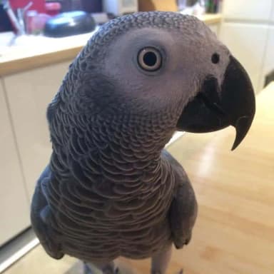 Mr Beaky